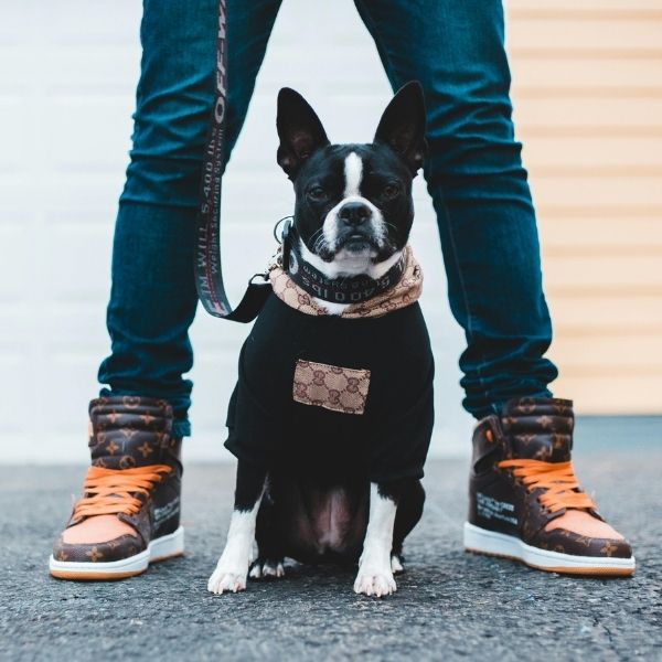 Dog Accessories