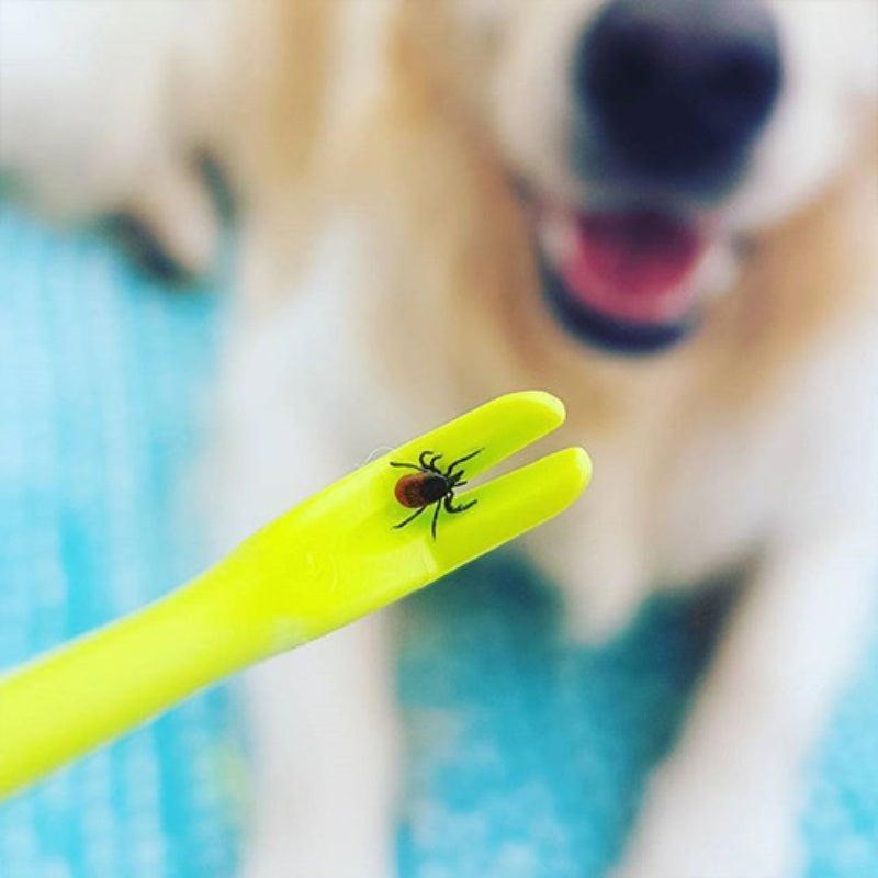 Person using a green pet flea removal hook to remove a tick from a dog's fur, demonstrating safe pet grooming practices
